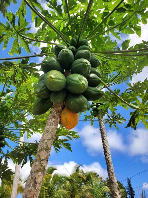 Pahoa Paradise Palms Eksteriør billede